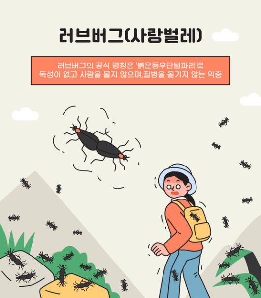 서울과 수도권에 짝짓기한 채 날아다니는 ‘러브버그’가 대량 출몰하면서 시민 불편이 커지고 있다. 피부나 옷에 달라붙는 등 생활에 지장을 주는 가운데, 차량 손상과 악취 피해도 이어지고 있다. (사진=게티이미지뱅크.)