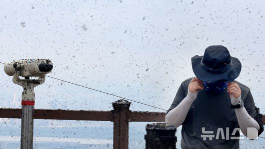 서울과 수도권에 짝짓기한 채 날아다니는 ‘러브버그’가 대량 출몰하면서 시민 불편이 커지고 있다. 피부나 옷에 달라붙는 등 생활에 지장을 주는 가운데, 차량 손상과 악취 피해도 이어지고 있다. / 뉴시스