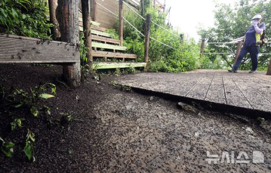 서울과 수도권에 짝짓기한 채 날아다니는 ‘러브버그’가 대량 출몰하면서 시민 불편이 커지고 있다. 피부나 옷에 달라붙는 등 생활에 지장을 주는 가운데, 차량 손상과 악취 피해도 이어지고 있다. / 뉴시스