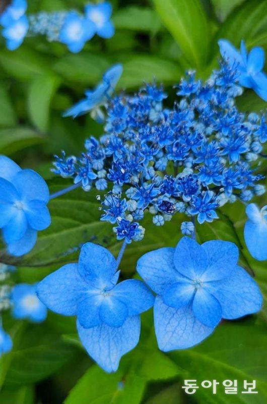 푸른 산수국을 가만히 들여다보고 있으면 마음에 별꽃이 피어난다. 가평=김선미 기자 kimsunmi@donga.com