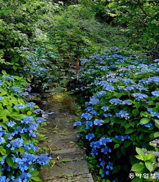 남보라빛 수국이 흐드러진 언덕. 가평=김선미 기자 kimsunmi@donga.com