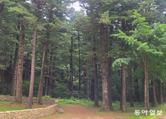 전나무숲이 빽빽하게 어우러진 선재길. 평창=이진구 기자 sys1201@donga.com