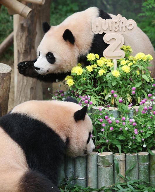 두 돌을 맞은 루이바오·후이바오가 7일 엄마 아이바오와 함께 대나무 케이크를 먹고 있다. 쌍둥이 자매는 이날 사원증과 장난감을 선물받았으며, 오는 9월 독립을 앞두고 있다. ⓒ News1