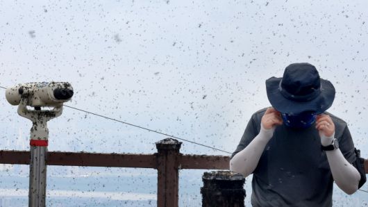 인천 계양구 계양산 정상에서 러브버그(붉은등우단털파리) 무리가 등산로와 등산객들에게 들러붙으며 불쾌감을 주고있다.  2025.06.30. [인천=뉴시스]