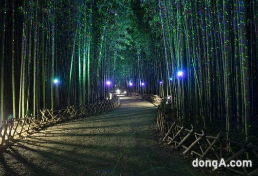 울산 태화강 십리대숲 은하수길