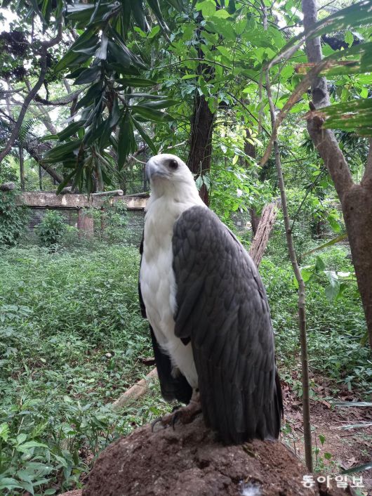 니노이 아키노 공원에 있는 야생동물센터에서 본 흰배바다수리(White-Bellied Sea Eagle). 케손=허진석 기자 jameshur@donga.com