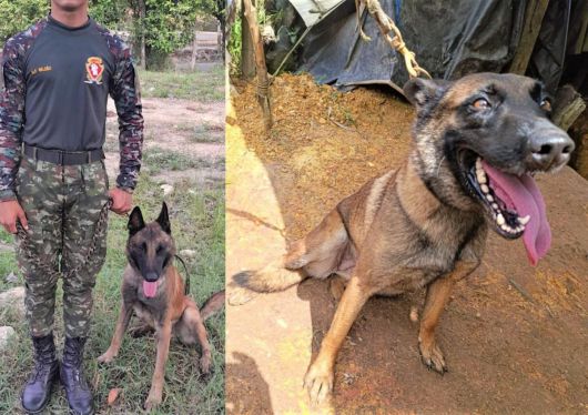 콜롬비아 안티오키아 욘도에서 군견 산손이 테러 조직 ELN이 설치한 폭발물을 탐지해 36명의 병사와 민간인의 목숨을 구했다. 산손은 폭발로 다리를 잃었으나 몸을 끌어 조련사에게 다가왔다. (사진=콜롬비아 육군)