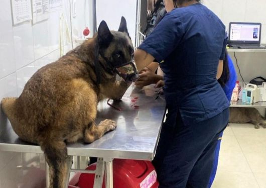 콜롬비아 안티오키아 욘도에서 군견 산손이 테러 조직 ELN이 설치한 폭발물을 탐지해 36명의 병사와 민간인의 목숨을 구했다. 산손은 폭발로 다리를 잃었으나 몸을 끌어 조련사에게 다가왔다. (사진=콜롬비아 육군)