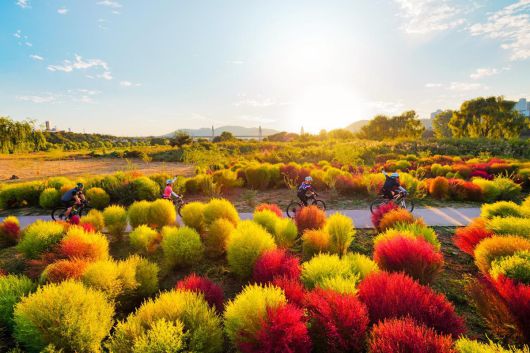 대구 북구 하중도에 가을철 핑크뮬리가 만개한 모습.