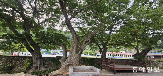 두모마을의 당산나무와 평상. 남해=김선미 기자 kimsunmi@donga.com