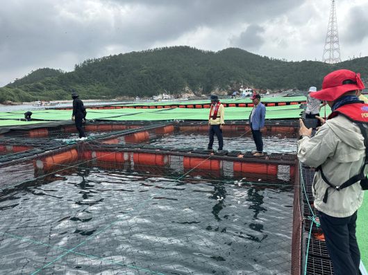6일 흑산면 양식장에서 어민들이 고수온에 폐사한 우럭을 건져 올리고 있다. 전남도 제공
