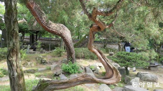 건재고택의 정원. 설화산에서 끌어온 물이 말랐는지 흐르지 않는다.