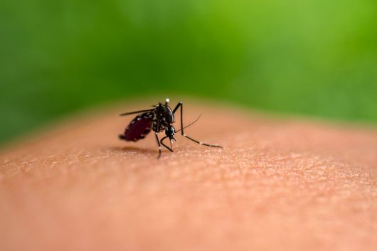 치쿤구니아를 매개하는 아시아호랑이모기. 사진=게티이미지코리아.