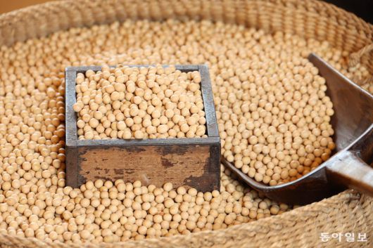 콩. 전영한 기자 scoopjyh@donga.com