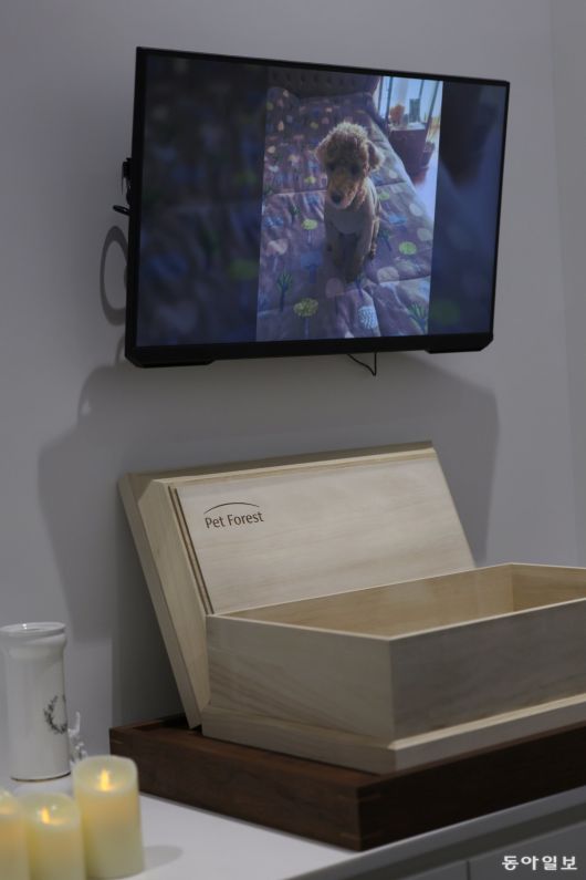 27일 오전 경기 남양주시 ‘펫포레스트’ 추모실에 80cm 남짓한 오동나무관이 놓여 있다. 그 안에 담긴 것은 갈색 푸들 ‘쿠키’(가명). 반려견을 잃은 가족은 슬픔이 가득한 얼굴로 마지막을 배웅했다. 국내 반려동물 양육 인구가 1500만 명을 넘어선 가운데, 그 마지막을 애도하는 의례가 점차 전문화하고 있다. 남양주=변영욱 기자 cut@donga.com
