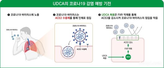 간장약 성분 우르소데옥시콜산(UDCA) 코로나19 예방 기전