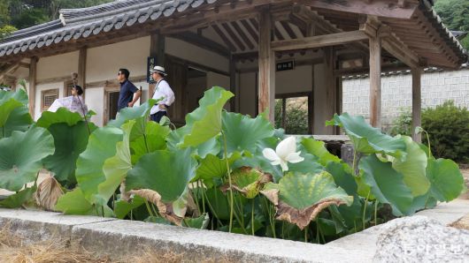 도산서원의 도산서당. 제자들을 가르치던 마루인 암서헌 앞뜰에 네모난 연못 정우당이 있다. 하얀 연꽃이 홀로 피었다.