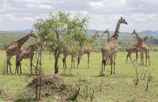 하나투어의 하이엔드 맞춤여행 브랜드인 ‘제우스 월드’의 아프리카 여행 상품에서 즐길 수 있는 사파리 투어 ‘게임 드라이브’ 모습. 여행업계는 구매력 있는 중장년층을 대상으로 한 프리미엄 여행 콘텐츠를 강화하고 있다. 하나투어 제공