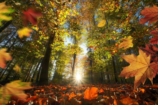 우리나라 단풍의 절정은 10월 중순부터 시작된다. 가을 산행을 즐기려는 등산객들의 발길도 가장 붐빈다. [게티 이미지]