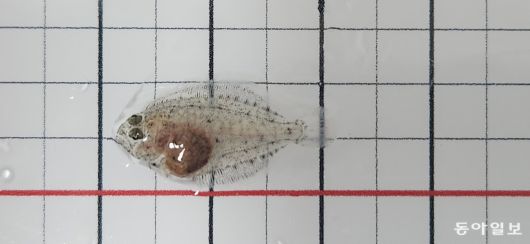 수정란에서 부화한지 38일 지난 광어 치어. 제주도 해양수산연구원 제공