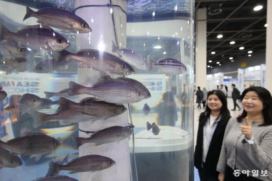 7일 오전서울 양재동 aT센터에서 ‘2025 씨팜쇼’가 열리고 있다. 고수온 어종 벤자리가 헤엄치고 있다. 송은석 기자 silverstone@donga.com