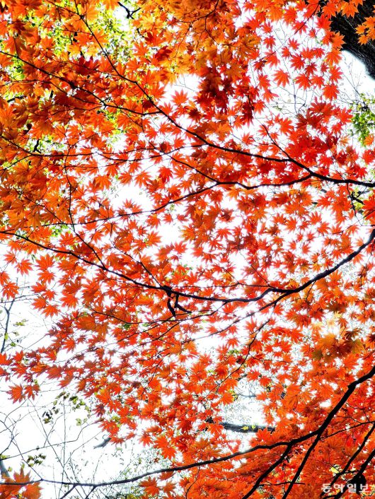 설악산 주전골의 붉은단풍.