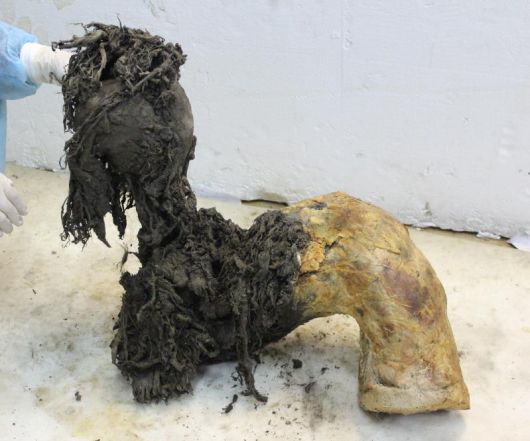 매머드 ‘유카’의 다리 중 하나. 다리 아래쪽에서 고대 RNA 분자를 복원할 수 있었다. 스웨덴 스톡홀름대 제공