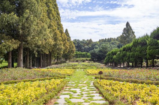 소도시 관광 모델로 떠오르고 있는 전북 익산시 황등면 율촌리에 있는 천주교재단 소유 민간 정원인 아가페 정원. 이 정원에는 6100여 그루의 메타세쿼이아, 향나무, 소나무, 백일홍이 있고 수선화, 튤립 등 다양한 꽃이 계절에 따라 피면서 장관을 이룬다. 익산시 제공