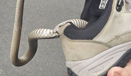 Reptile Relocation Sydney