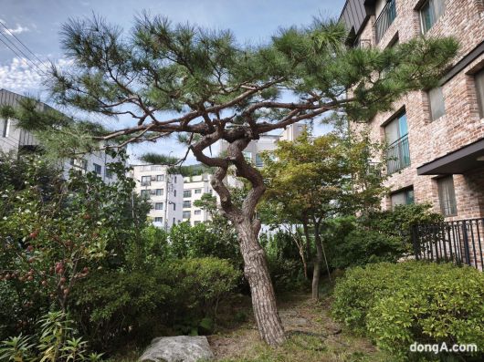 샤오미 15T 프로로 직접 찍은 사진.