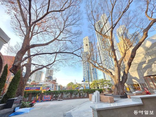 조선시대 성덕정터(천주교 성수동 성당)에 있는 느티나무 두 그루.