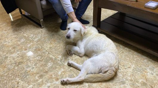 12·29 무안공항 제주항공 여객기 참사로 숨진 희생자 가족이 키우던 반려견 둥이도 새 가정에 입양돼 새로운 삶을 찾았다.  카라 제공.