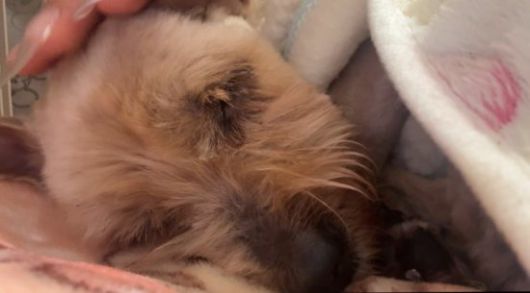 편안하게 쉬고 있는 니루의 모습. 문서연 씨 제공