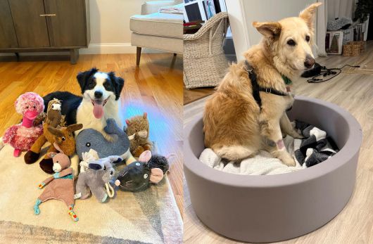 실험에 참여한 강아지들. 왼쪽은 매사추세츠주에 사는 강아지 ‘머그시’, 사우스캐롤라이나주 웨스트컬럼비아에서 촬영된 9살 골든 리트리버 믹스견 ‘애비’의 모습. AP/뉴시스