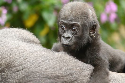 영국 연구팀은 12일 영장류가 환경이 열악하고 사회가 복잡할수록 동성 간 성행위를 통해 결속력을 높인다는 연구 결과를 발표했다. 사진=게티이미지뱅크.