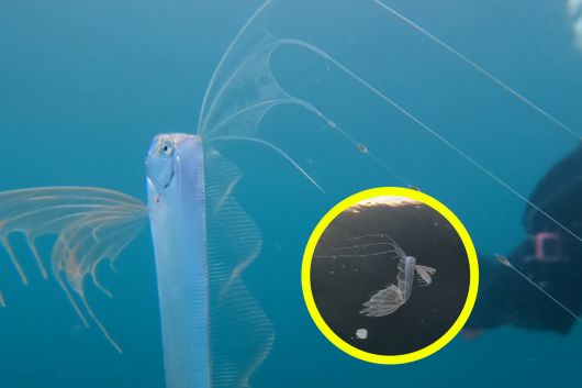 미국 캘리포니아 연안에서 수심 900m 아래에 사는 심해 희귀어종의 치어가 수면 근처에서 발견됐다. 사진=iNaturalist