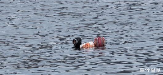 해녀의 물질. 포항=김선미 기자 kimsunmi@donga.com