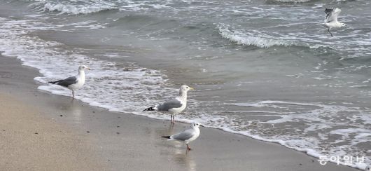 구룡포 해수욕장의 갈매기. 포항=김선미 기자 kimsunmi@donga.com
