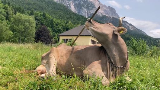 오스트리아 수의대 연구팀이 도구를 사용해 몸을 긁는 암소 베로니카를 발견했다. 이는 가축 역사 1만 년 만에 소의 지능적 도구 활용이 과학적으로 입증된 첫 사례다. 커런트 바이올로지 갈무리