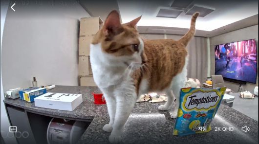 직접 사용해보니 넓은 초광각으로 녹화되기 때문에 고양이가 어디 있는지 간단하게 파악할 수 있어 편리했다.