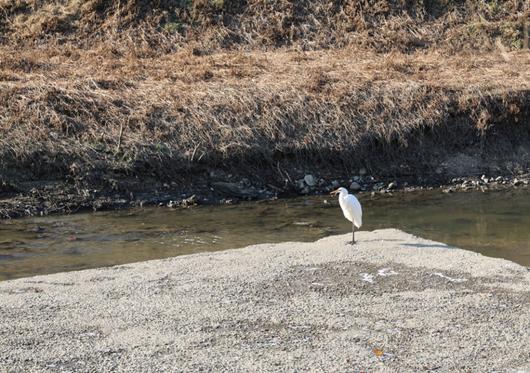 하천에 서 있는 백로. (F/5, 노출 1/250, ISO-100)
