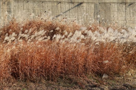 갈대밭. (F/6.3, 노출 1/320, ISO-100)