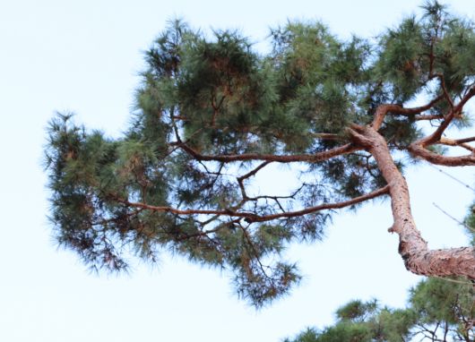 소나무. (F/4, 노출 1/125, ISO-125)