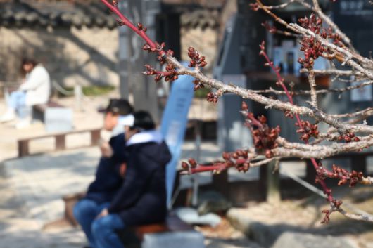 지난 6일 서울 종로구 창덕궁에서 시민들이 꽃봉오리가 맺힌 매화나무 아래서 쉬고 있다. 〈사진=연합뉴스〉