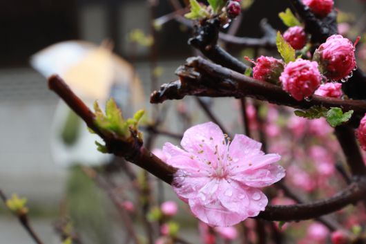 지난 5일 서울 종로구 운현궁 인근 인도에 풀또기가 핀 가운데 우산을 쓴 시민이 이동하고 있다. 〈사진=연합뉴스〉