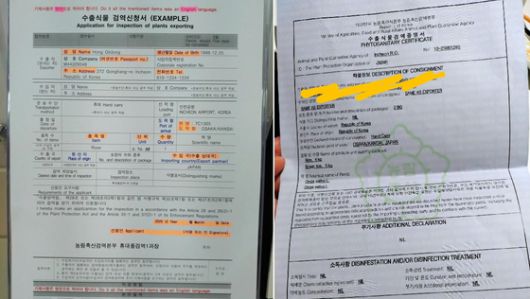 한국에 방문한 일본인 관광객이 일본 여행사이트에 작성한 한국 쌀 구입 후기. 사진은 수출식물검역증명서 샘플(왼쪽)과 실제 작성 서류 〈출처 : 일본 '4travel' 사이트〉