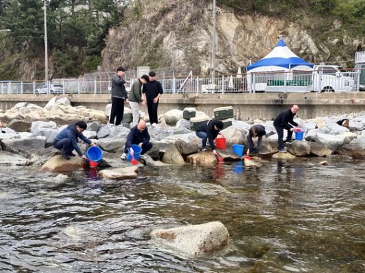 도루묵 치어 방류