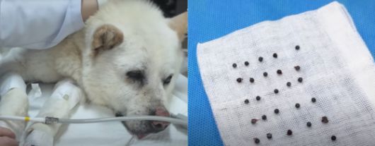 병원에서 총알 파편 제거 수술을 받은 귀동이와 귀동이 몸속에서 나온 파편들. 〈사진=VIP동물의료센터 유튜브 영상 캡처〉