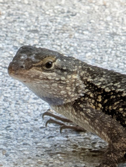 픽셀 10 프로의 전체 처리 적용 시 100배 확대 결과.JR Raphael, Foundry