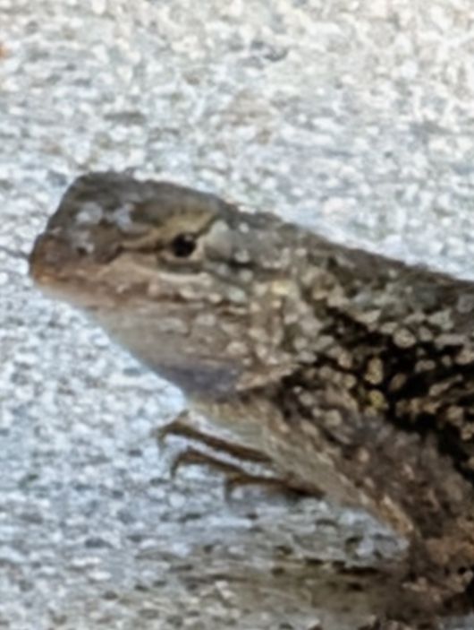 픽셀 처리 전 100배 확대 사진.JR Raphael, Foundry